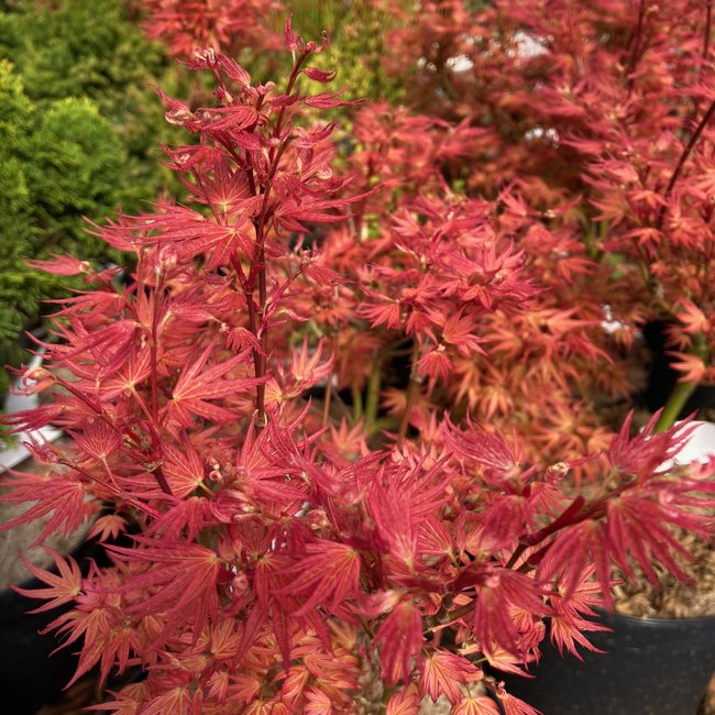 Acer palmatum 'Wilson's Pink Dwarf'