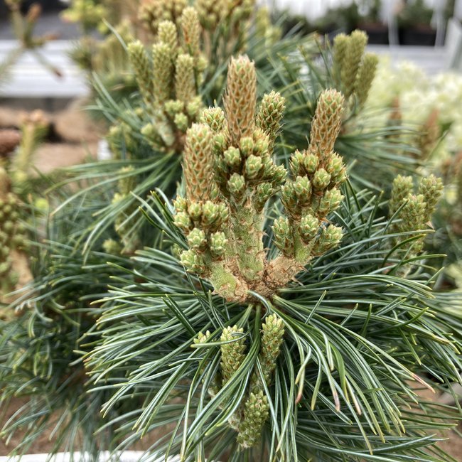 Pinus parviflora 'Debbie'