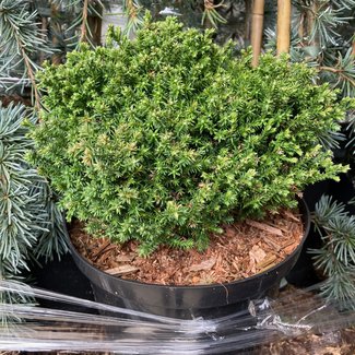 Chamaecyparis pisifera 'Spaan's Cannon Ball'