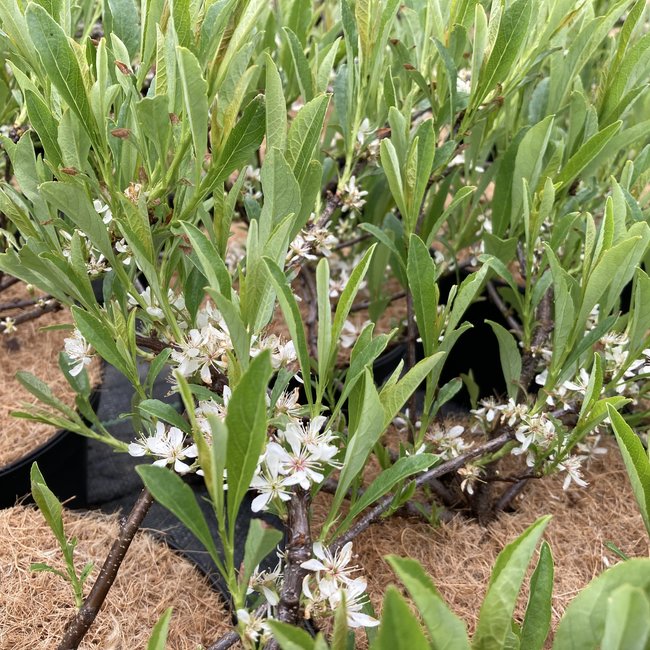 Prunus pumila depressa