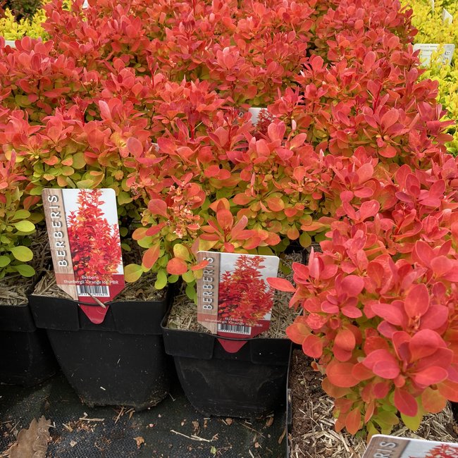 Berberis thunbergii 'Orange Ice'