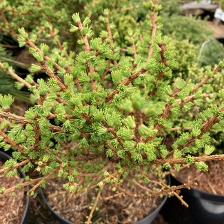 Larix laricina 'Deborah Waxman'