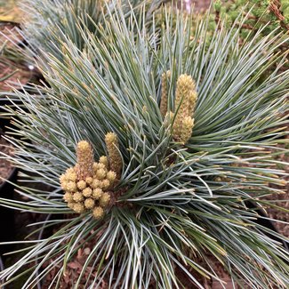 Pinus flexilis 'Lill Wolf'