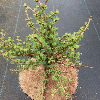 Larix laricina 'Smurf'