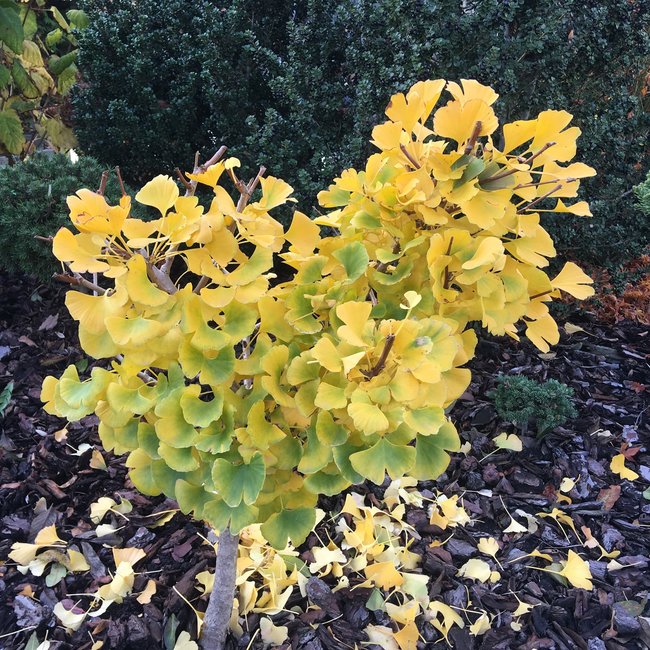 Ginkgo biloba 'Beijing Gold'