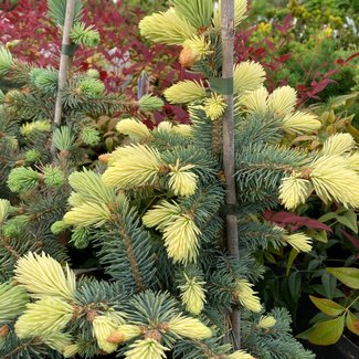 Picea pungens 'Bialobok'