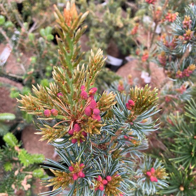 Pinus parviflora 'Bonnie Bergman'
