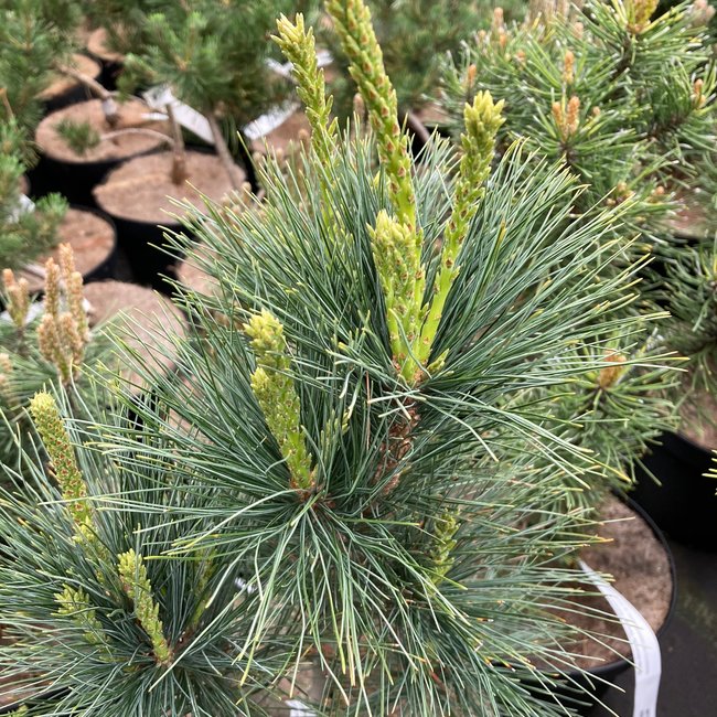 Pinus strobus 'Stowe Pillar'
