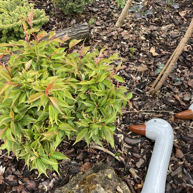 Prunus serrulata 'Little Jeremy'