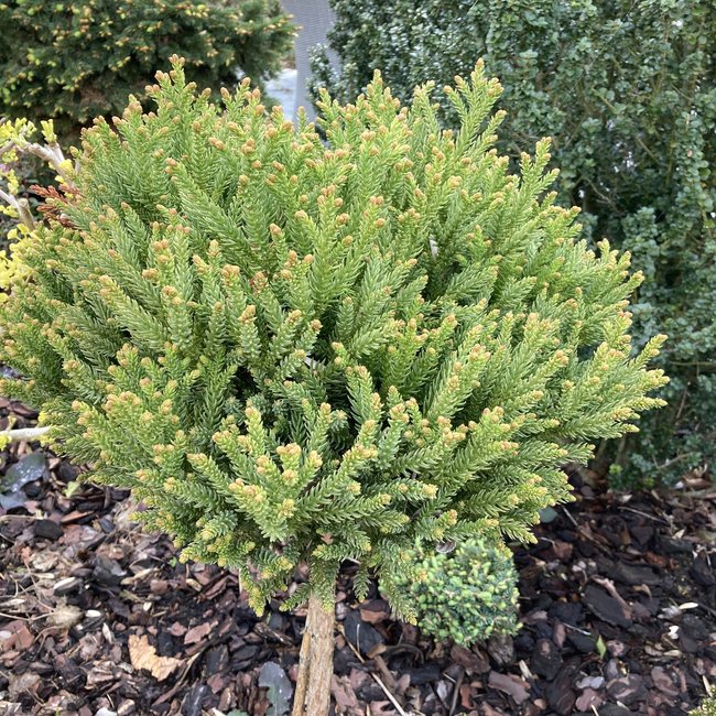 Cryptomeria japonica 'Hide'