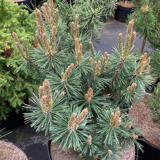 Pinus mugo 'Caraveneck'