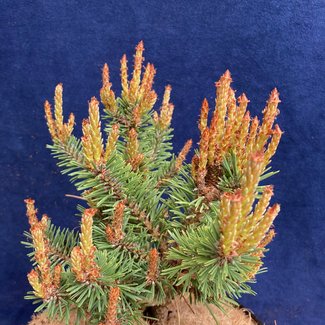Pinus sylvestris 'Jeremy'