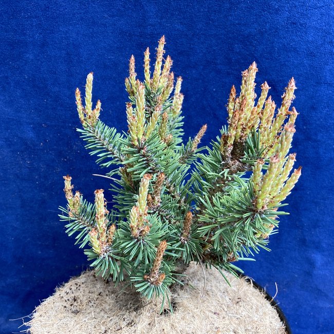 Pinus sylvestris 'Jeremy'