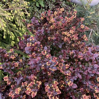 Berberis thunbergii 'Concorde'