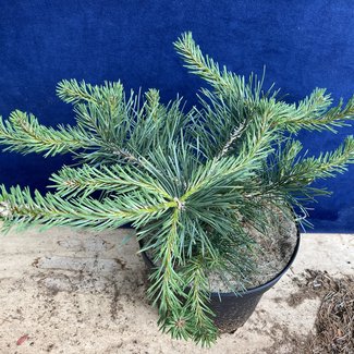 Pinus sylvestris 'Hillside Creeper'