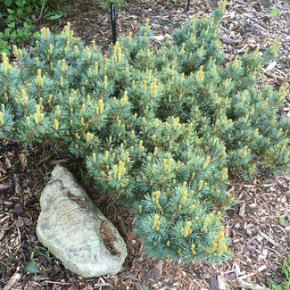 Pinus parviflora 'Kin-po'