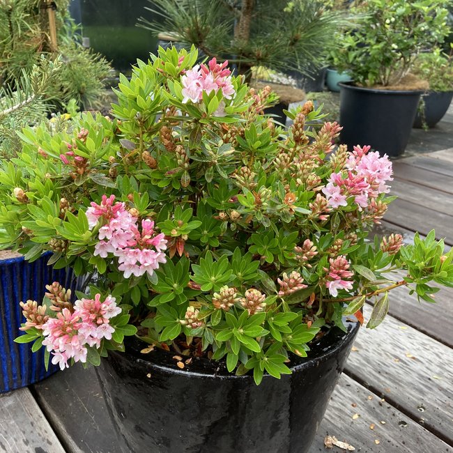 Rhododendron 'Bloombux ®'