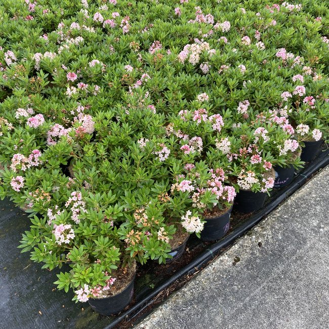 Rhododendron 'Bloombux ®'
