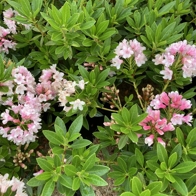 Rhododendron 'Bloombux ®'