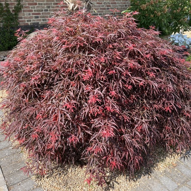 Acer palmatum 'Red Pygmy'