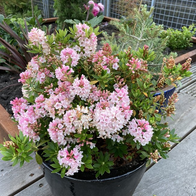 Rhododendron 'Bloombux ®'
