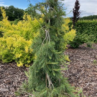 Pinus strobus 'Pendula'