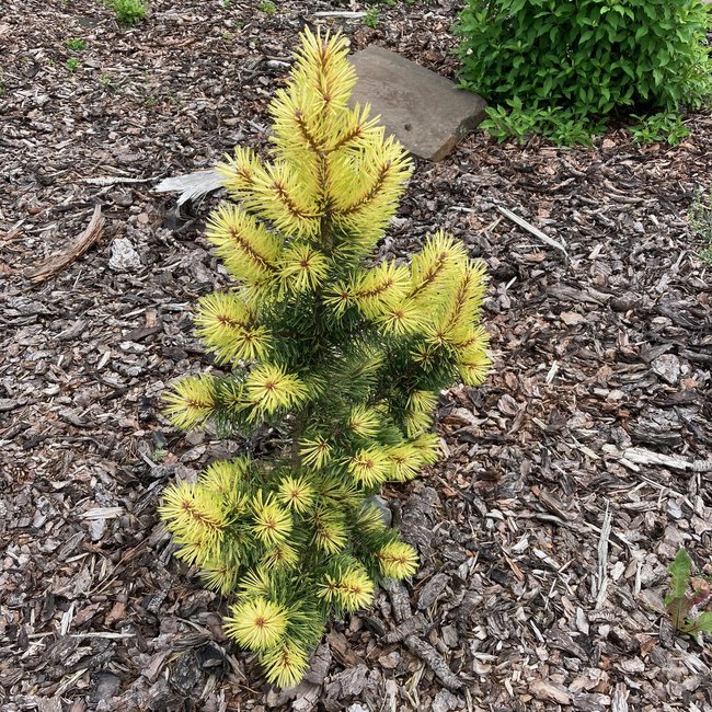 Pinus contorta 'Taylor's Sunburst'