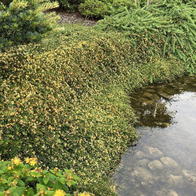 Lonicera crassifolia 'Little Honey'