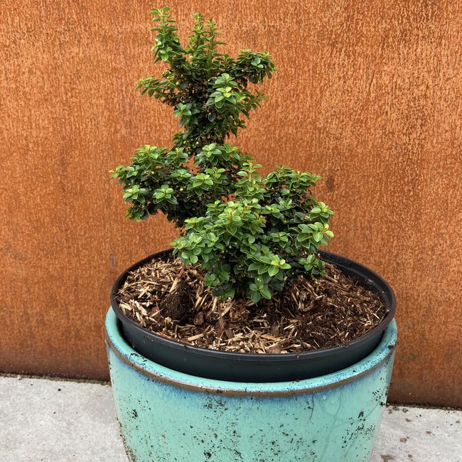 Ilex crenata 'Jersey Jewel'