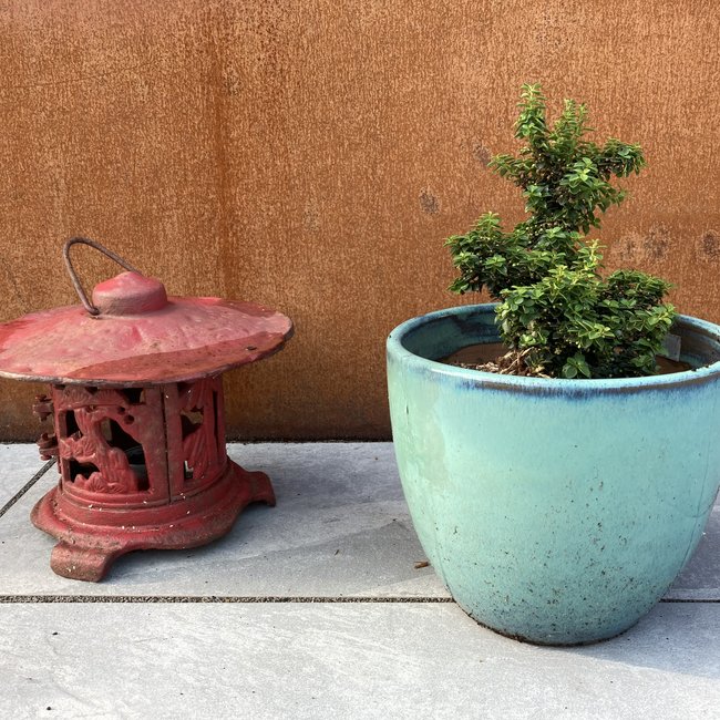 Ilex crenata 'Jersey Jewel'