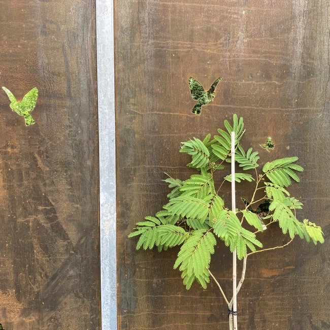 Albitzia julibrissin 'Ombrella'