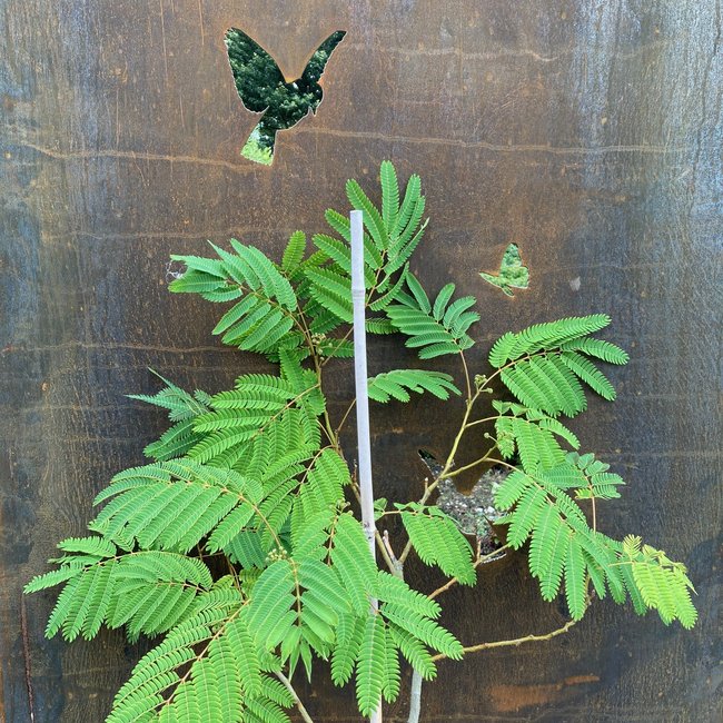 Albitzia julibrissin 'Ombrella'