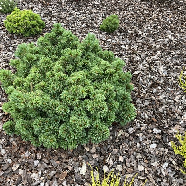 Pinus parviflora 'Catherina Elizabeth'