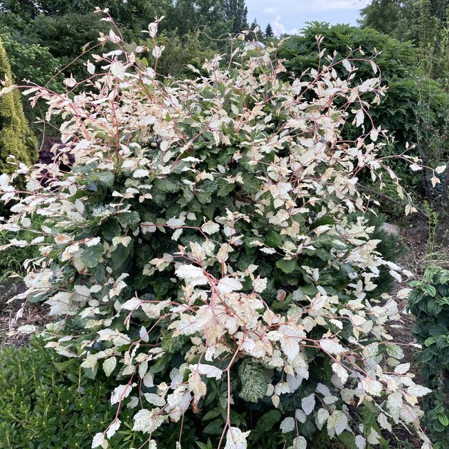 Fagus sylvatica 'Ester'