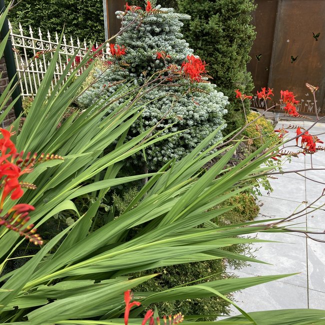 Abies koreana 'Kohouts Icebreaker'