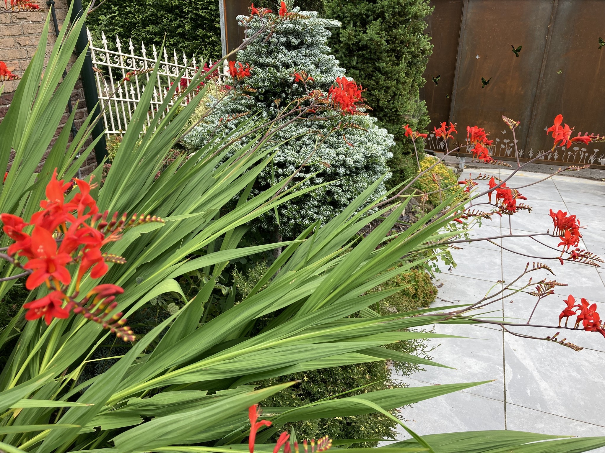 Abies koreana ‘Kohouts Icebreaker’ - Herman Geers