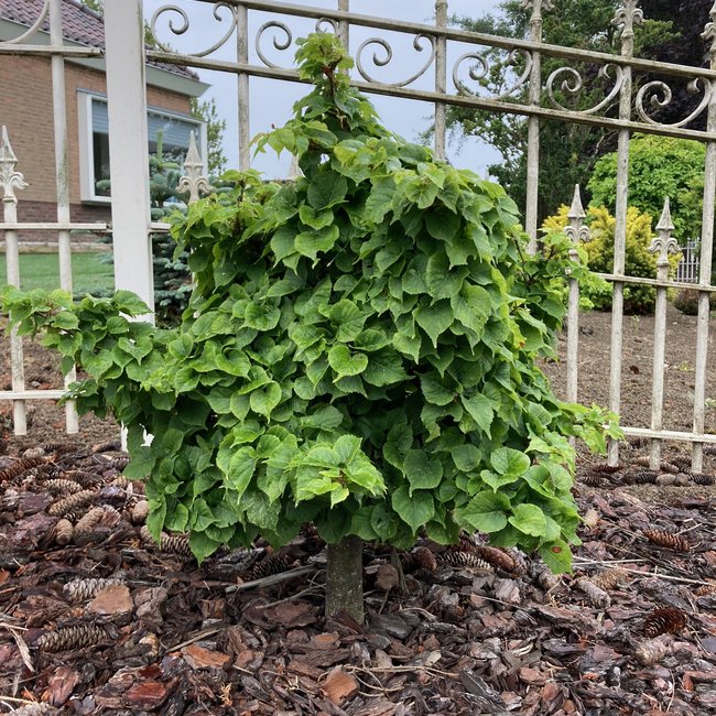Tilia cordata 'Komsta'
