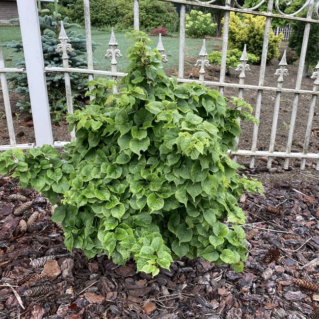 Tilia cordata 'Komsta'