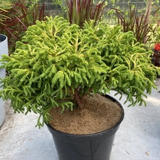 Cryptomeria japonica 'Bandai HB'