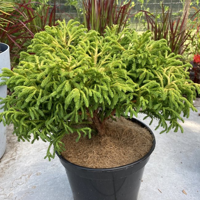 Cryptomeria japonica 'Bandai HB'