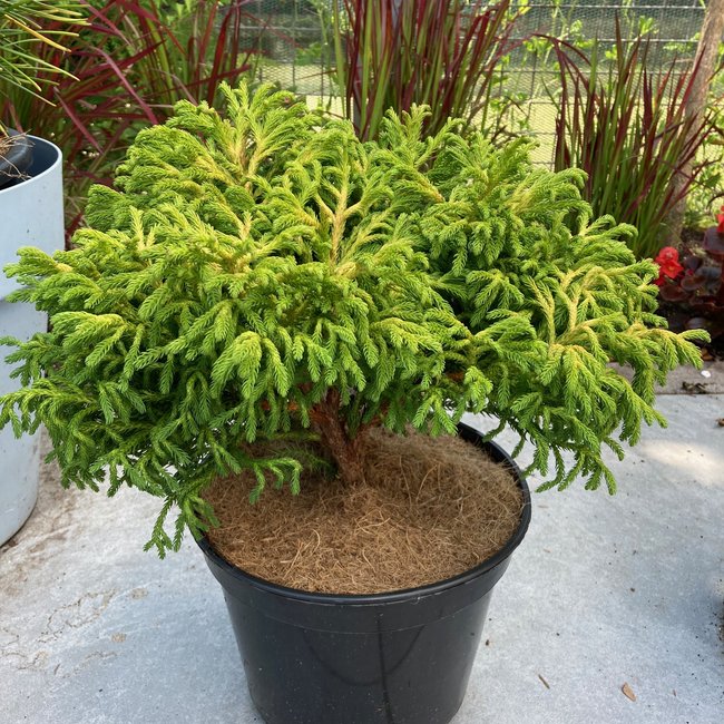 Cryptomeria japonica 'Bandai HB'