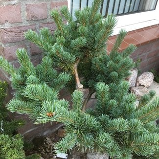 Pinus parviflora 'Aoi'