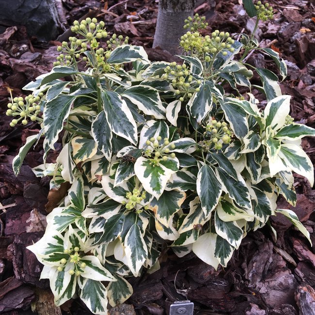 Hedera helix 'Ice Cream'