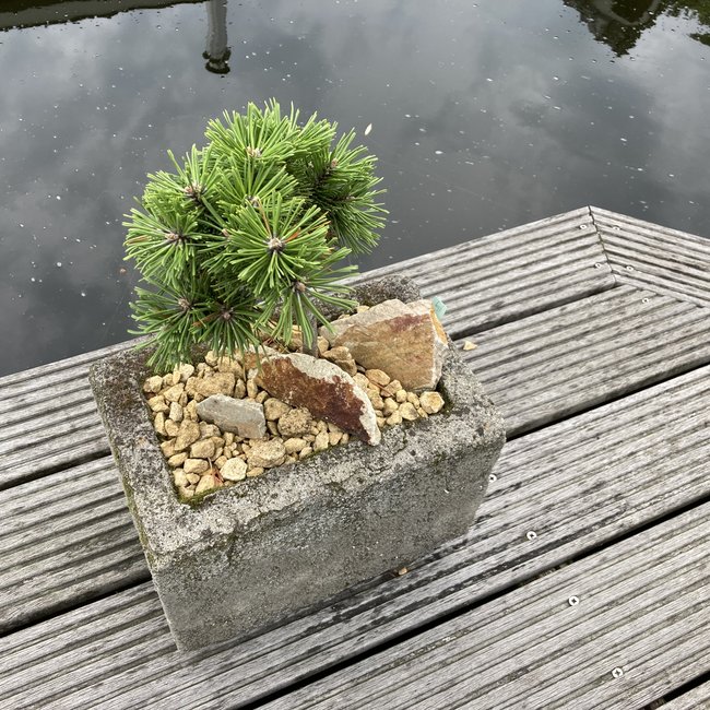 Pinus mugo 'Benjamin'