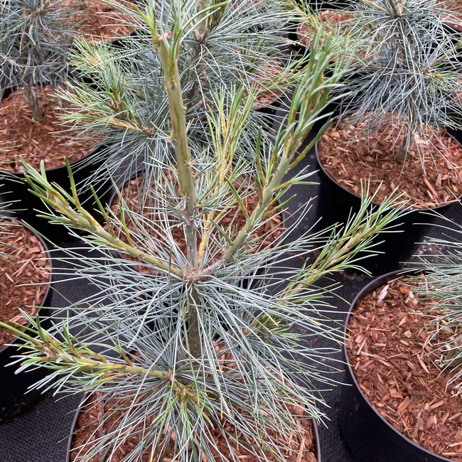 Pinus strobus 'Blue Clovers'