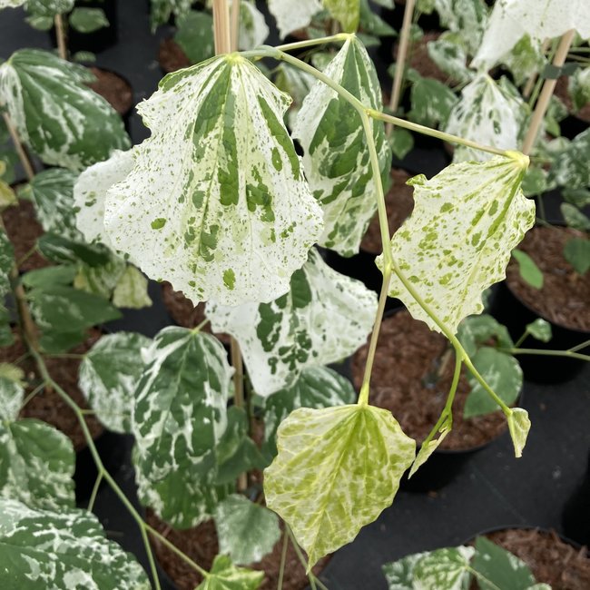 Cercis canadensis 'Alley Cat'