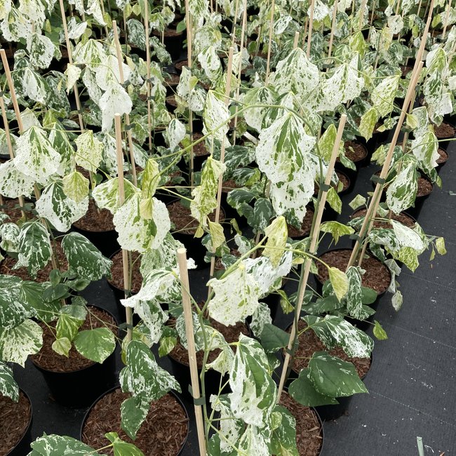 Cercis canadensis 'Alley Cat'