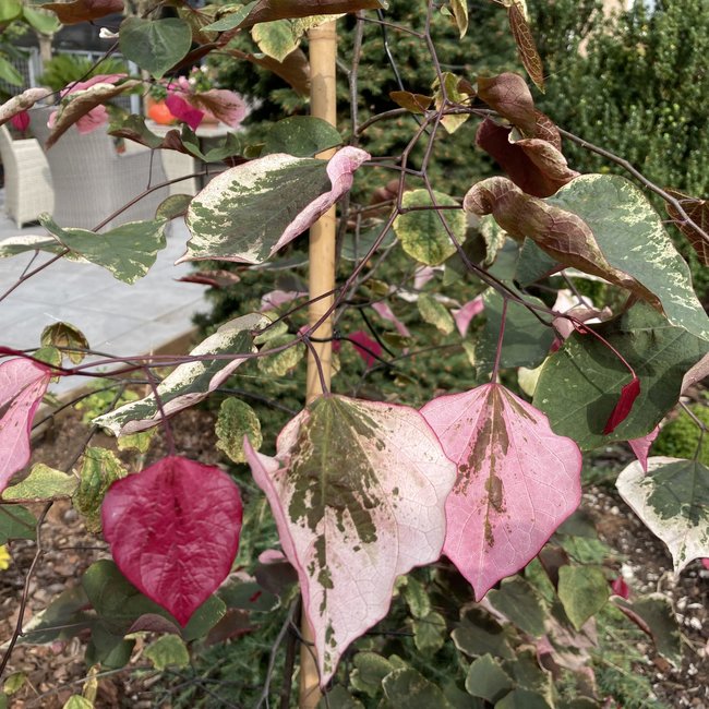 Cercis canadensis 'Carolina Sweetheart'