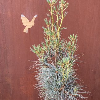 Pinus strobus 'Blue Clovers'