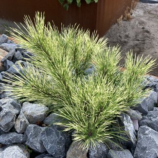 Pinus densiflora 'Oculus Draconis'